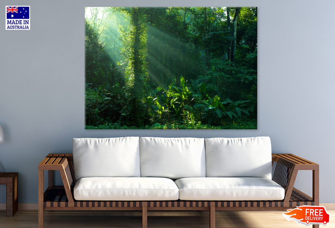 Sunlight & Nature Forest Photograph Print 100% Australian Made