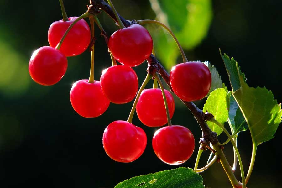 Cherries Closeup Photograph Print 100% Australian Made