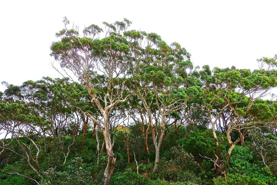 Tall Trees Forest Photograph Print 100% Australian Made