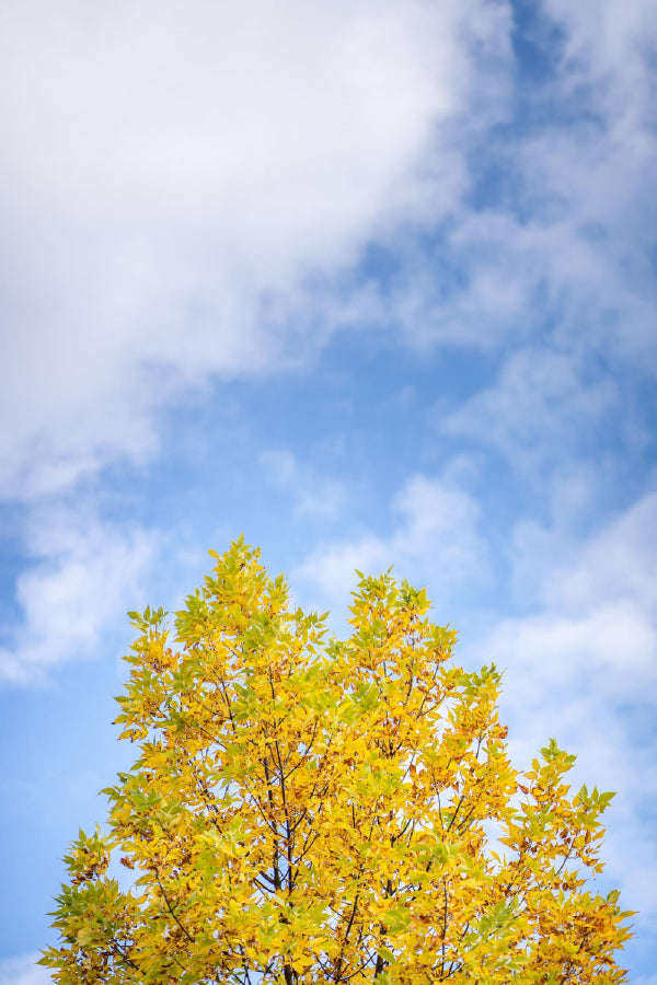 Yellow Autumn Tree Blue Sky View Photograph Australia Print 100% Australian Made