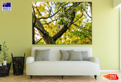 Fruit Tree Closeup Photograph Print 100% Australian Made