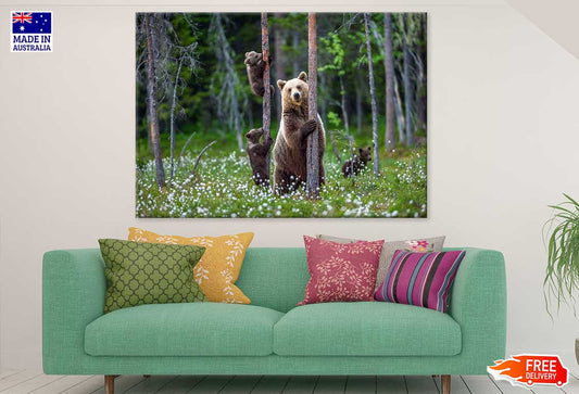 Brown Bear & Cubs Climbs a Tree Photograph Print 100% Australian Made