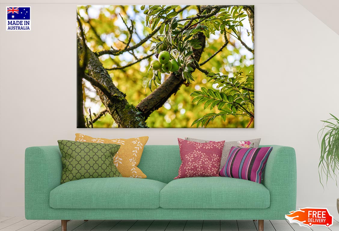 Fruit Tree Closeup Photograph Print 100% Australian Made