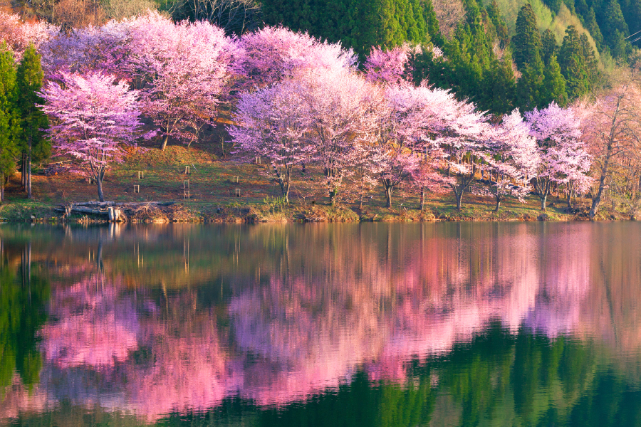 Blossom Flower Trees & River View Photograph Print 100% Australian Made