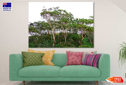 Tall Trees Forest Photograph Print 100% Australian Made