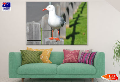 Seagull Bird Closeup Photograph Print 100% Australian Made