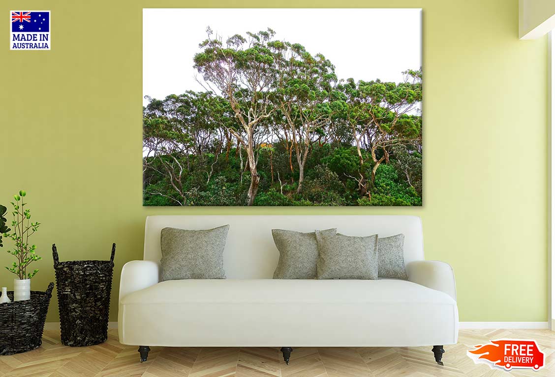 Tall Trees Forest Photograph Print 100% Australian Made