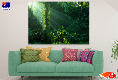 Sunlight & Nature Forest Photograph Print 100% Australian Made