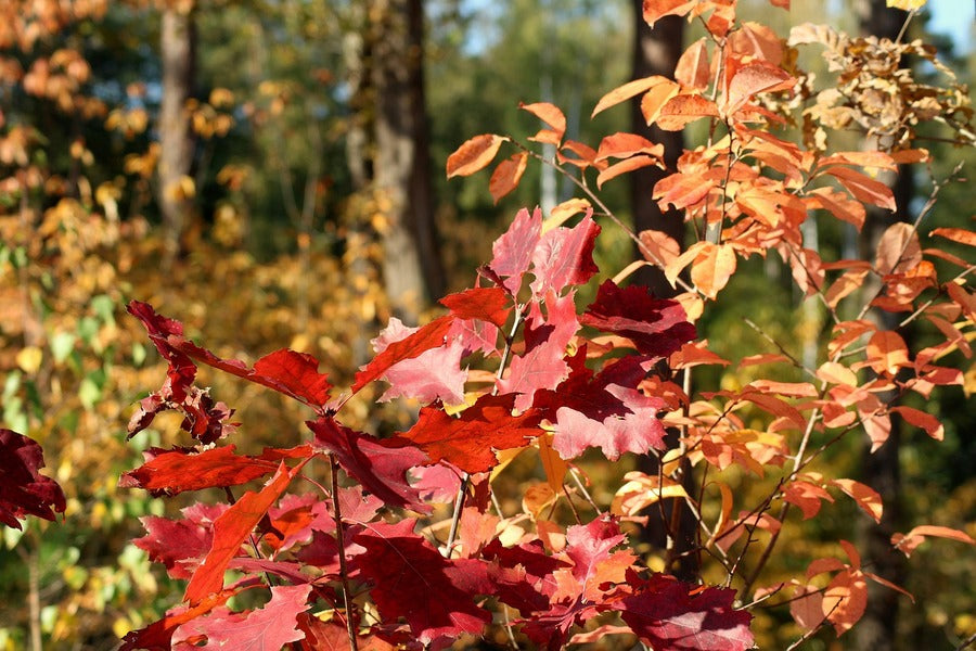 Red Orange Autumn Leaves Photograph Print 100% Australian Made