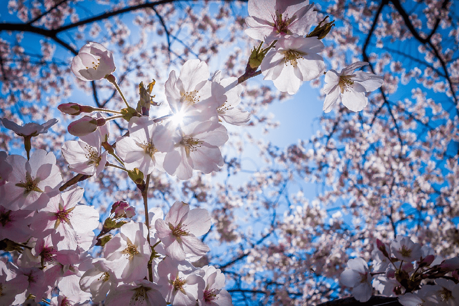 Blossom Flowers on Tree Closeup Photograph Print 100% Australian Made