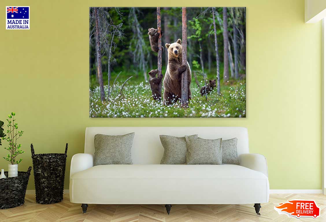 Brown Bear & Cubs Climbs a Tree Photograph Print 100% Australian Made