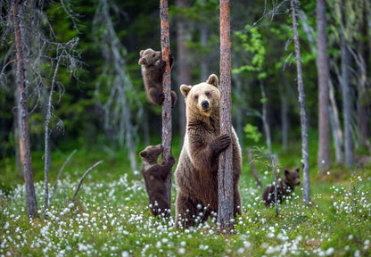 Brown Bear & Cubs Climbs a Tree Photograph Print 100% Australian Made