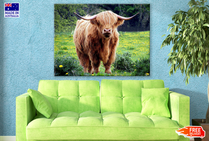 Brown Highland Cow Standing photograph Print 100% Australian Made