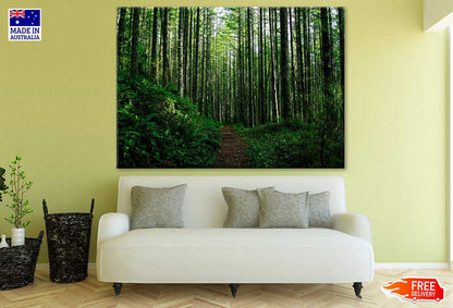 Tall Trees Forest Photograph Print 100% Australian Made