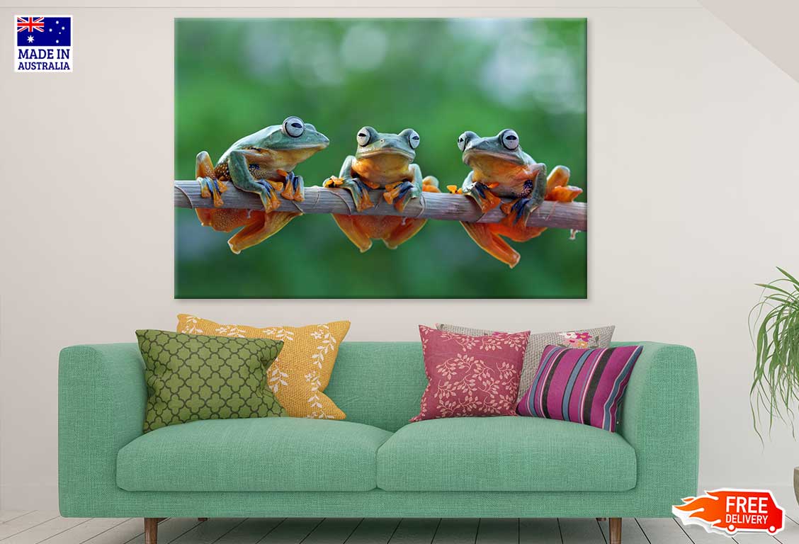 Frogs on Tree Branch Closeup View Photograph Print 100% Australian Made