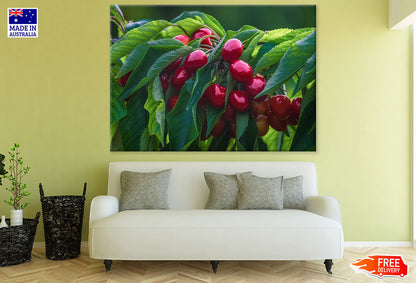 Cherries Closeup Photograph Print 100% Australian Made