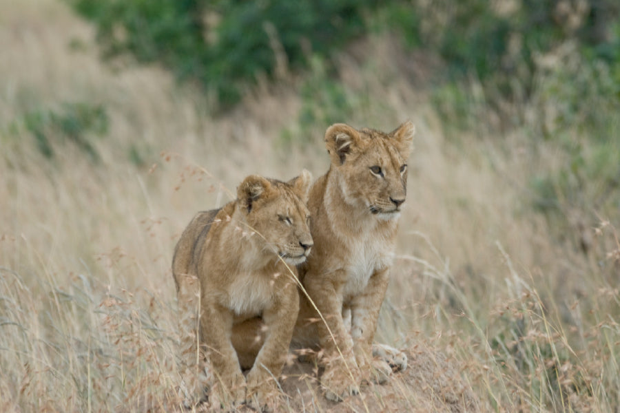 Bella Home A Pair Of Lion Cubs Sitting on A Mound Print Canvas Ready to hang