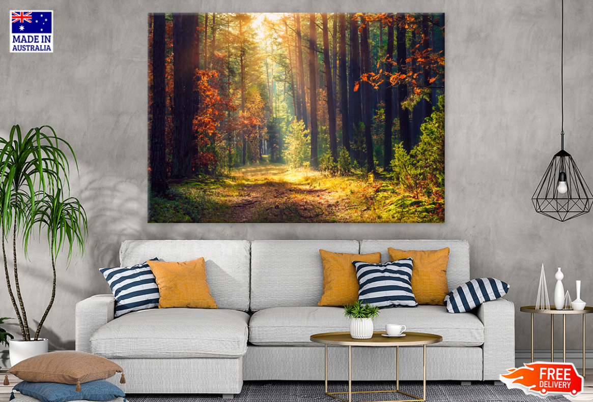 Nature Trees & Forest Sunset Photograph Print 100% Australian Made