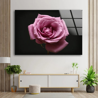 Rose Flower Closeup Photograph Acrylic Glass Print Tempered Glass Wall Art 100% Made in Australia Ready to Hang