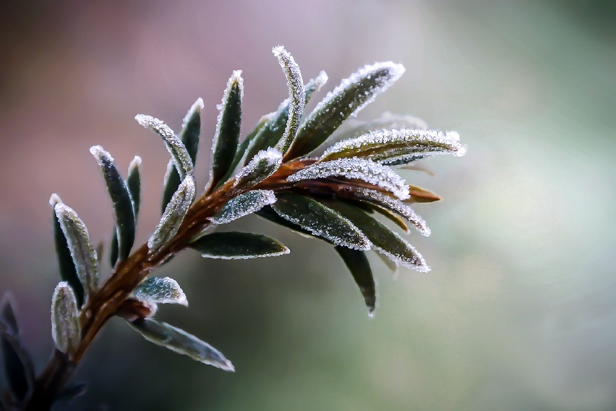 Frozen Plant Closup Photograph Print 100% Australian Made