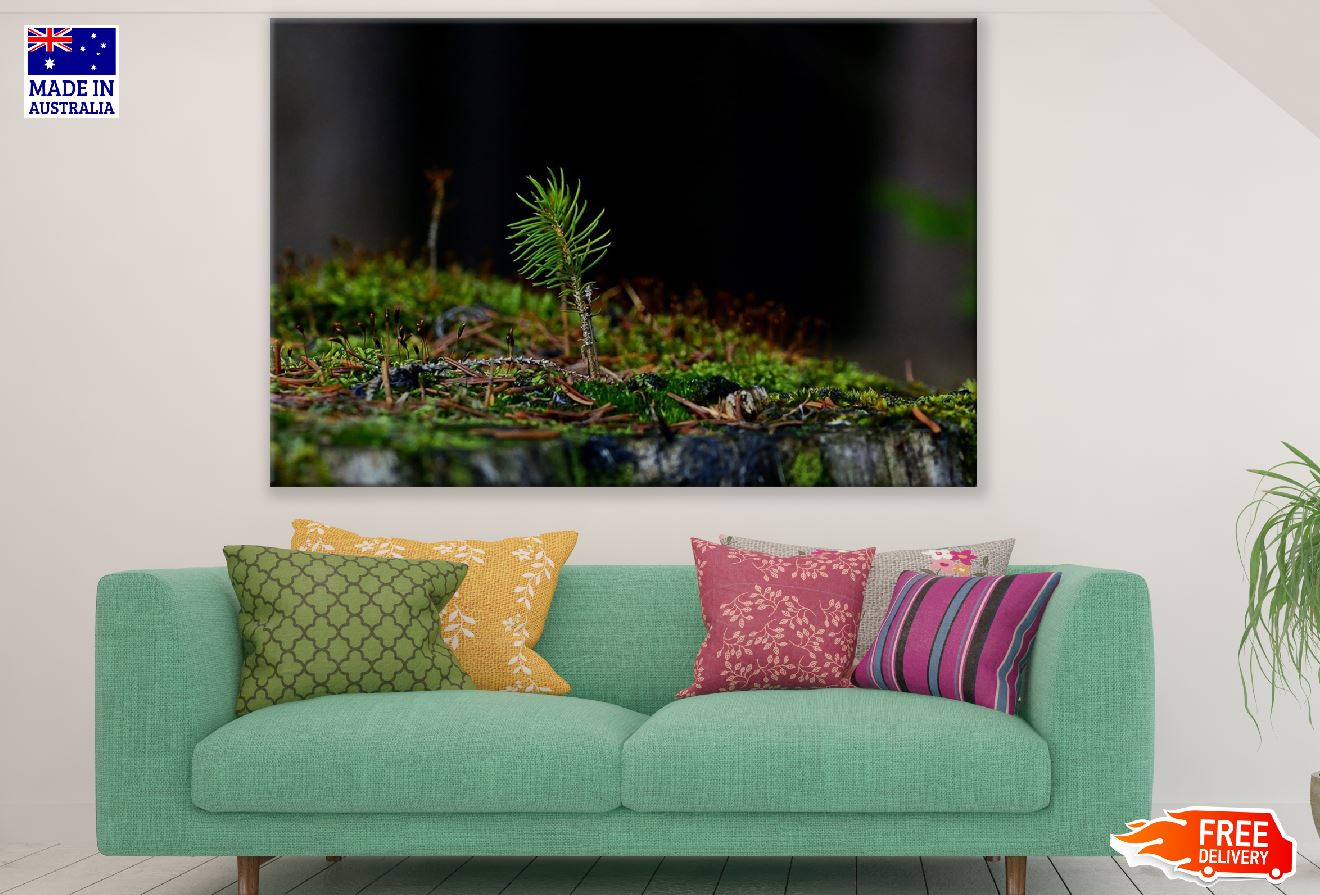 Cupressaceae Plant Photograph Print 100% Australian Made