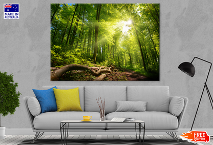 Trees & Forest Sunlight Photograph Print 100% Australian Made