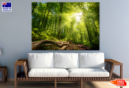 Trees & Forest Sunlight Photograph Print 100% Australian Made