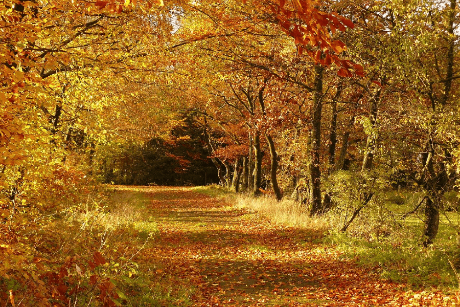 Autumn Tree Forest Photograph Print 100% Australian Made