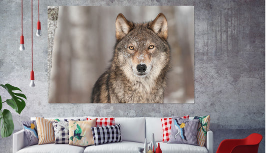 Wolf lovely eyes Print 100% Australian Made