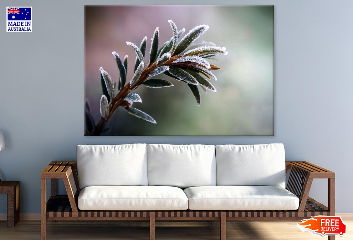 Frozen Plant Closup Photograph Print 100% Australian Made