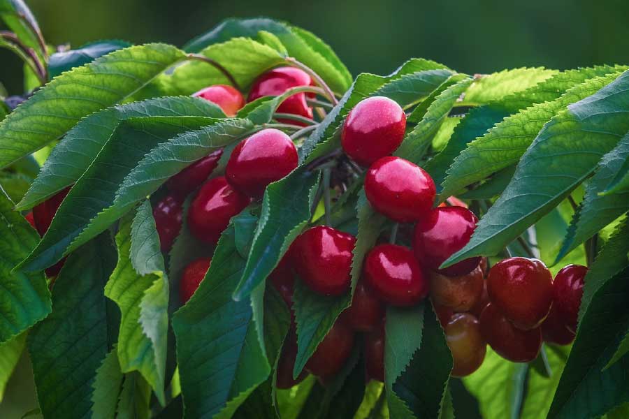 Cherries Closeup Photograph Print 100% Australian Made