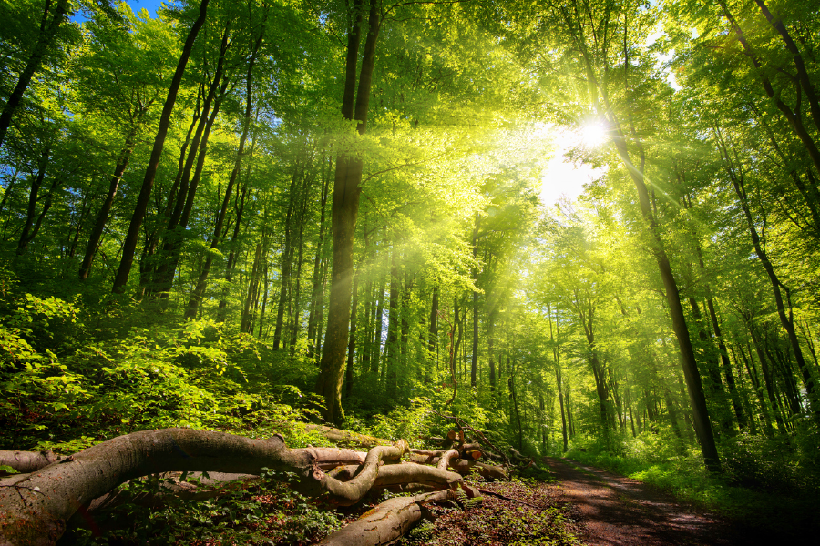 Trees & Forest Sunlight Photograph Print 100% Australian Made