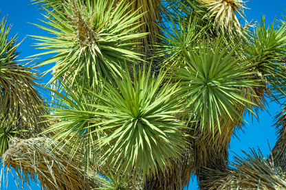 Spike Needles in Joshua Tree View Photograph Print 100% Australian Made