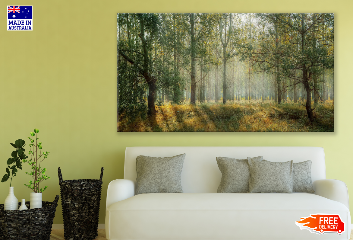 Sunlight through a Forest Photograph Print 100% Australian Made