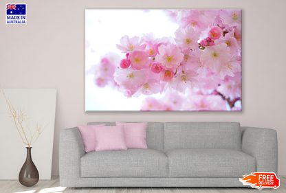 Pink Sakura Flowers Photograph Print 100% Australian Made