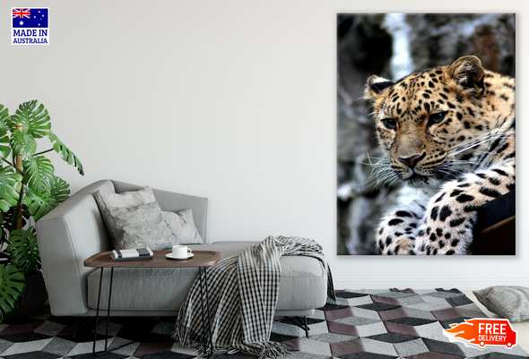 Leopard Portrait Photograph Print 100% Australian Made