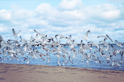 Seagull Birds Flying Above the Sea Photograph Print 100% Australian Made