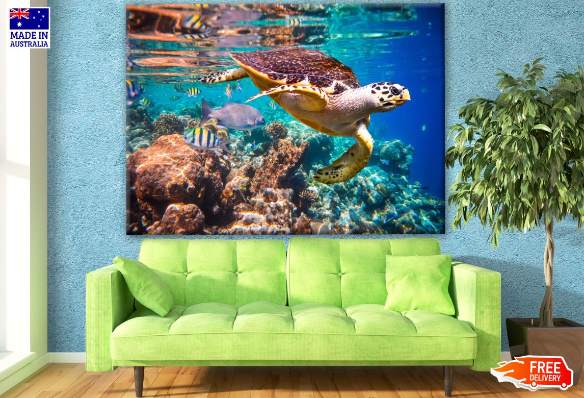 Turtle Swim in Sea Near Corals Photograph Print 100% Australian Made