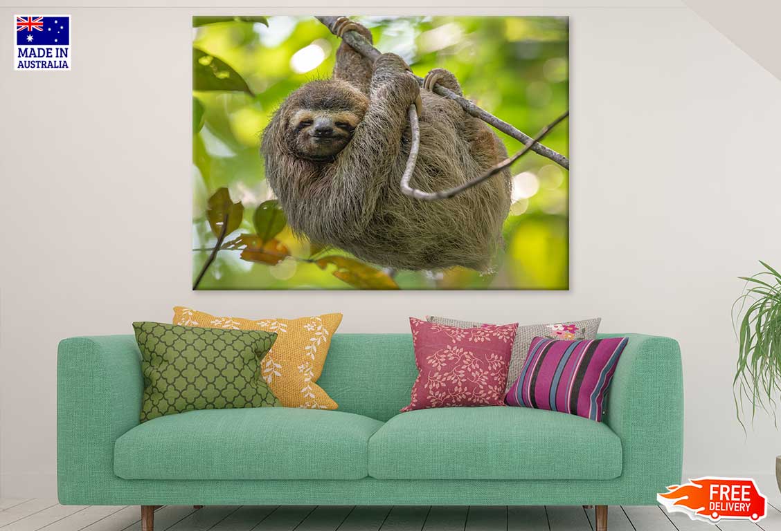 Costa Rica Sloth on Tree View Photograph Print 100% Australian Made