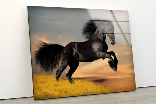 Running Black Horse Photograph Acrylic Glass Print Tempered Glass Wall Art 100% Made in Australia Ready to Hang