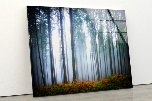 Misty Dark Forest Photograph Acrylic Glass Print Tempered Glass Wall Art 100% Made in Australia Ready to Hang