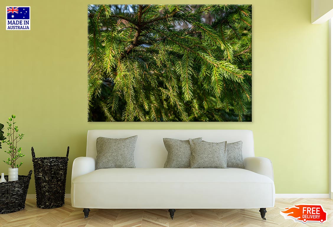 Pine Tree Closeup Photograph Print 100% Australian Made