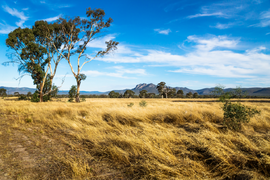 Tree & Sky View Photograph Print 100% Australian Made