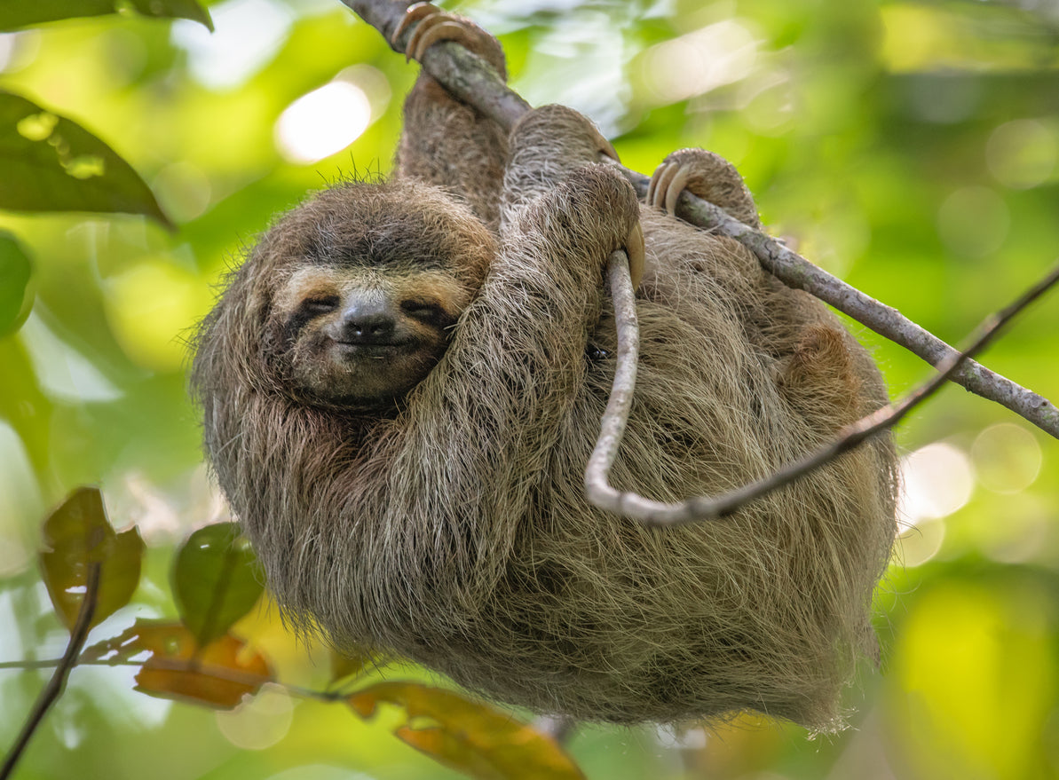 Costa Rica Sloth on Tree View Photograph Print 100% Australian Made