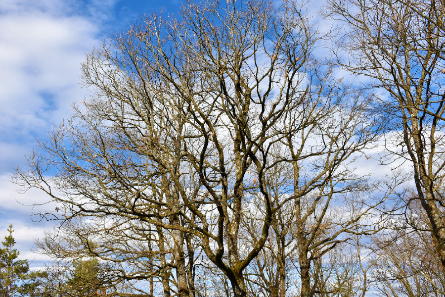 Leafless Trees View Photograph Print 100% Australian Made