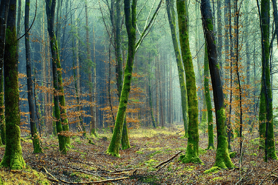 Sparse Dense Forest Photograph Print 100% Australian Made