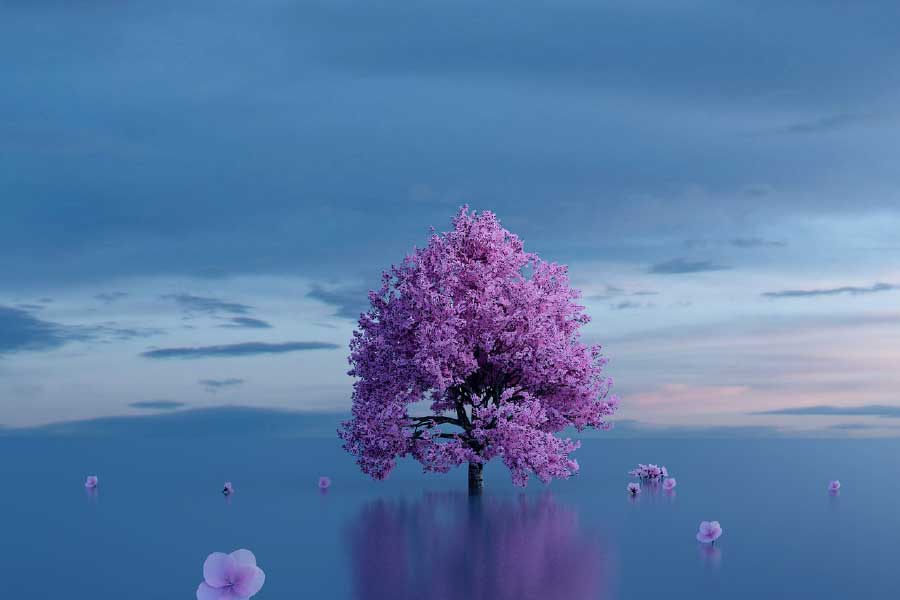 Pink Flower Tree in Lake Photograph Print 100% Australian Made