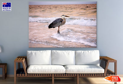 Gray Bird Standing on Shore Photograph Print 100% Australian Made