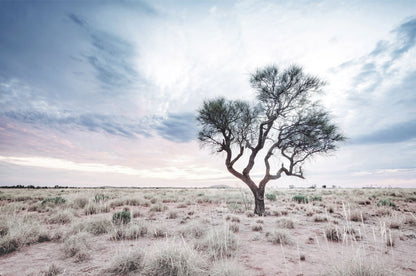 Alone Hakea Tree View Photograph Home Decor Premium Quality Poster Print Choose Your Sizes