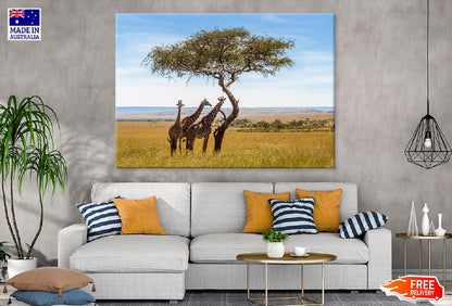 Giraffes Under Acacia Tree View Photograph Print 100% Australian Made